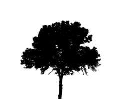 silhueta da árvore isolada no branco backgorund. ilustração vecrtor. vetor