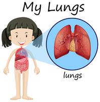 Menina, e, pulmões, ligado, diagrama vetor
