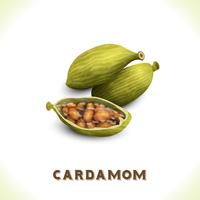 Cardamomo isolado no branco vetor