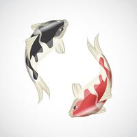 ilustração de peixes koi vetor