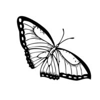 borboleta. mão pintado linear inseto. gráfico clipart isolado em fundo. botânico e Casamento ilustração. para designers, convites, decoração, cartões postais, invólucro papel vetor