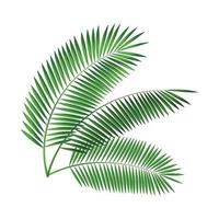 ilustração vetorial de folha de palmeira vetor