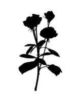 lindas rosas silanas brancas e pretas. isolado no fundo branco. ilustração vetorial vetor
