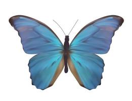 borboleta azul isolada no branco ilustração vetorial realista vetor