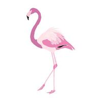 isolado flamingo ilustração vetor