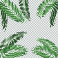 ilustração vetorial de folha de palmeira em fundo transparente vetor