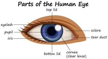 Diagrama mostrando partes do olho humano vetor