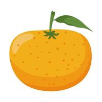 frutas cítricas laranja vetor