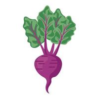 objeto de desenho vetorial de beterraba vegetal vetor