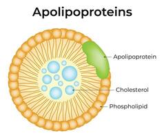 apolipoproteínas Ciência Projeto ilustração diagrama vetor