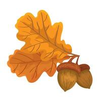 botânico ilustração carvalho folhas ao longo com nozes vetor