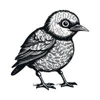 fofa pássaro Preto e branco desenho animado personagem Projeto coleção. branco fundo, animais. vetor