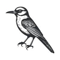 fofa pássaro Preto e branco desenho animado personagem Projeto coleção. branco fundo, animais. vetor