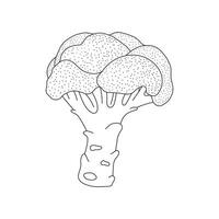 mão desenhado crianças desenhando desenho animado ilustração brócolis ícone isolado em branco vetor