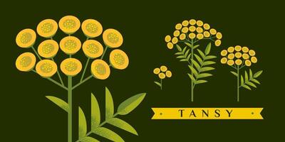 tansy desenho. isolado flor e folhas. detalhado botânico esboço para chá, orgânico cosméticos, medicamento, aromaterapia vetor