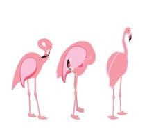 flamingo rosa colorido isolado no fundo branco. ilustração vetorial. vetor