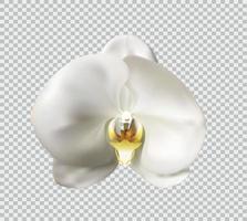 flores da orquídea ilustração vetorial branca vetor
