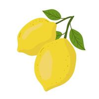 limão árvore galho com amarelo fresco citrino fruta e verde folhas ilustração. vetor