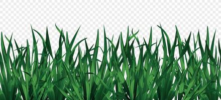 fundo de grama verde vetor