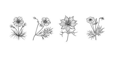 Nigella Damascena flor esboço ilustração dentro Preto e branco vetor