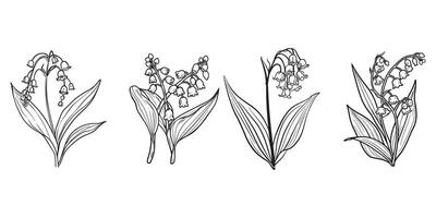 convallaria majalis flor esboço ilustração dentro Preto e branco vetor