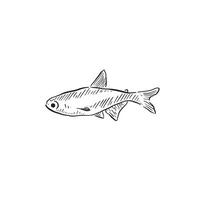 uma linha desenhado e sombreado ilustração do uma pequeno fofa peixe. desenhado inteiramente de mão e recriado digitalmente vetor