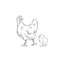 uma linha desenhado ilustração do uma frango e garota. cada animal é a Individual eps e pode estar usava separadamente vetor