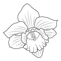 florescendo esboço narciso ou narciso flor vetor