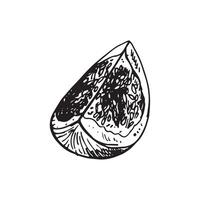 FIG desenho. mão desenhado fruta e fatiado pedaço. verão Comida gravado estilo ilustração. detalhado vegetariano esboço. ótimo para rótulo, poster, imprimir, cardápio vetor