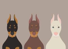 doberman pinscher cachorros plano ilustração. de raça pura cachorros dentro preto, Castanho e albino fenótipos vetor