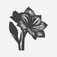 impressão deslumbrante silhuetas, a elegância do amaryllis flor dentro arte e Projeto vetor