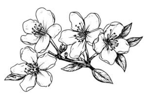 sakura flor mão desenhado tinta esboço. gravado estilo ilustração. vetor