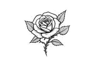 elegante rosa. vintage simples linha arte. mão desenhado tinta esboço. gravação ilustração. vetor