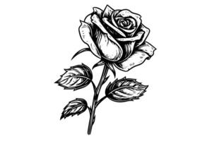 rosa flor mão desenhado tinta esboço. gravação estilo ilustração. vetor