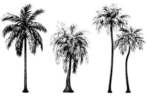 vintage desenhado à mão Palma árvore esboço ilustração retro tropical coco árvores vetor