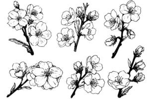 sakura flor mão desenhado tinta esboço. gravado estilo ilustração. vetor