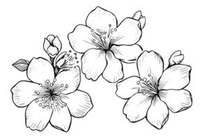 sakura flor mão desenhado tinta esboço. gravado estilo ilustração. vetor