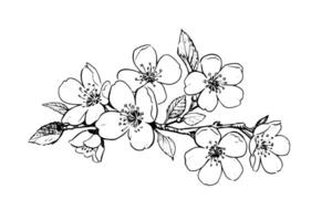 sakura flor mão desenhado tinta esboço. gravado estilo ilustração. vetor