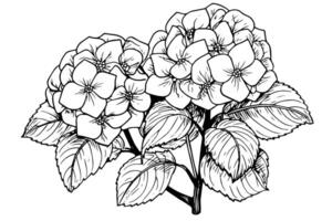 vintage desenhado à mão hortênsia ilustração esboço do hortensia flor, floral Projeto . vetor