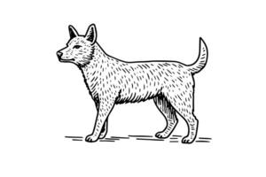 vintage Lobo ou cachorro desenhado à mão gravado ilustração. vetor