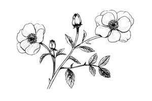 rosa canina flor mão desenhado tinta esboço. gravação estilo ilustração. vetor