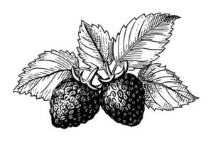 Amora fruta mão desenhado tinta esboço. gravado estilo ilustração. vetor