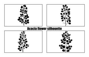 acácia folhas e flores silhueta definir. medicinal árvore ramo com folhas coleção, acácia conjunto gráfico Preto e branco flor folhas sementes vetor