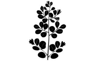 acácia folhas e flores silhueta definir. medicinal árvore ramo com folhas coleção, acácia conjunto gráfico Preto e branco flor folhas sementes vetor