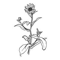 calêndula flores, linha arte desenho. calêndula flores, esboço floral Projeto elementos isolado em branco fundo, ilustração. mão desenhado contorno ervas vetor