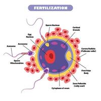 anatomia do humano fertilização sistema vetor