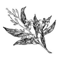 abacate flores gráfico ilustração, mão desenhado esboço do folhas e flores botânico desenhando do tropical árvore. gravação para Comida embalagem Projeto. plantar esboço vetor