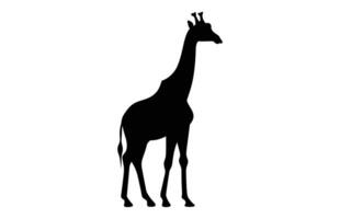 girafa Preto silhueta isolado em uma branco fundo vetor