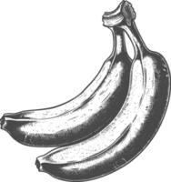 banana fruta com velho gravação estilo vetor