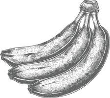 banana fruta com velho gravação estilo vetor